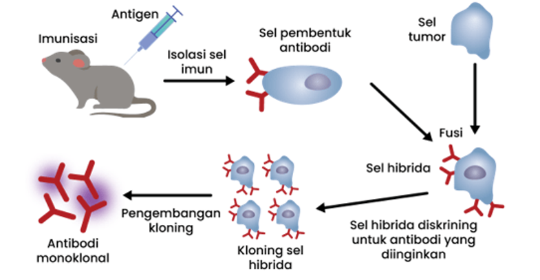 Tahapan Pembentukan Antibodi Monoklonal