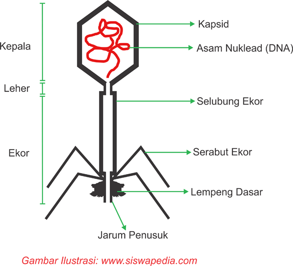Bentuk Virus — siswapedia.com
