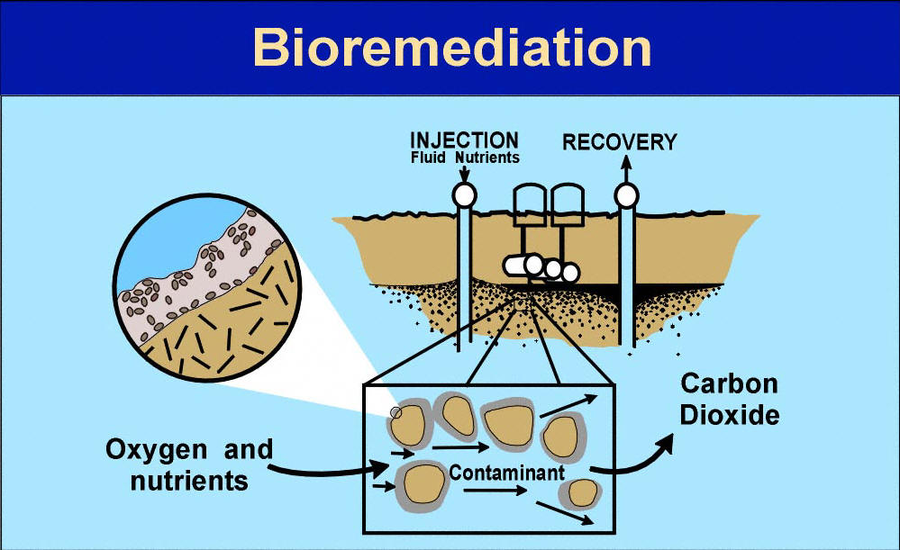 Bioremediasi Limbah Tambang — duniaenergi.com