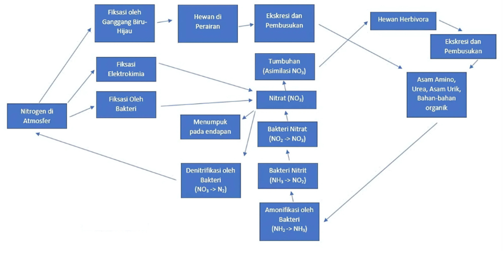 Daur Nitrogen