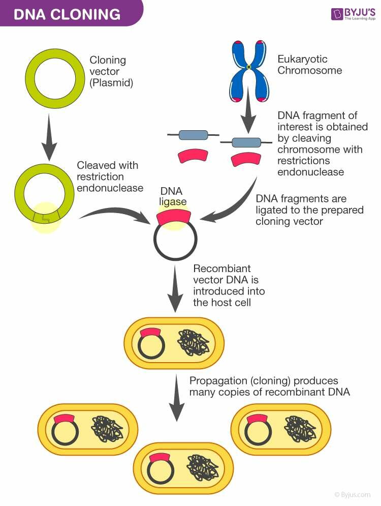 Tahapan Pembuatan DNA Rekombinan — Researchgate.net