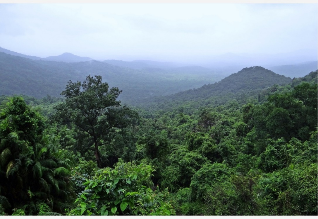 Ekosistem Hutan Hujan Tropis — Kumparan.com