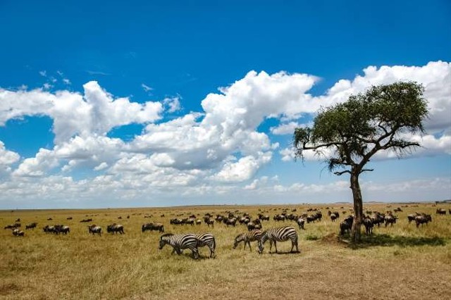 Ekosistem Sabana — Kumparan.com