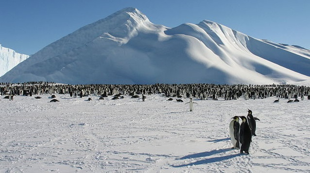 Ekosistem Tundra — padangekspress.com
