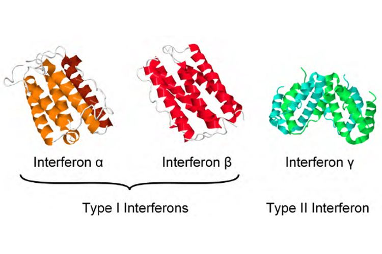 Interferon — kompas.com