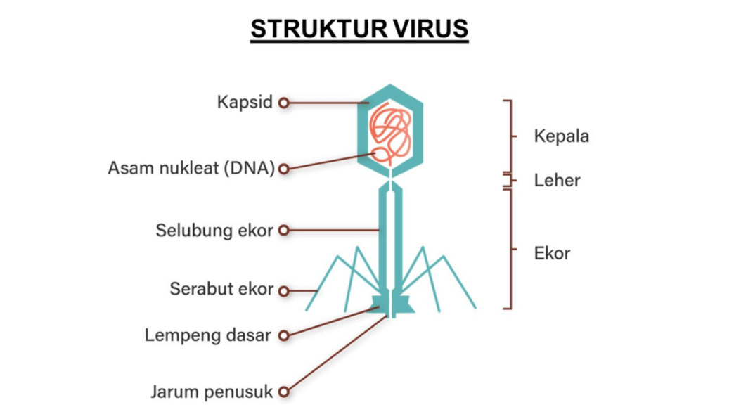 Kapsid dan Selubung Virus — katadata.co.id