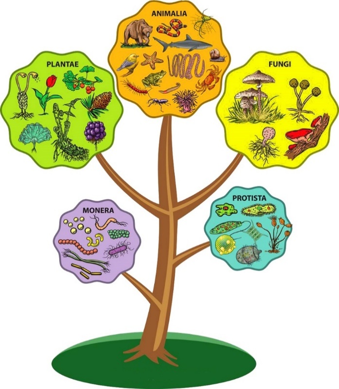 Klasifikasi 5 Kingdom — brainkart.com