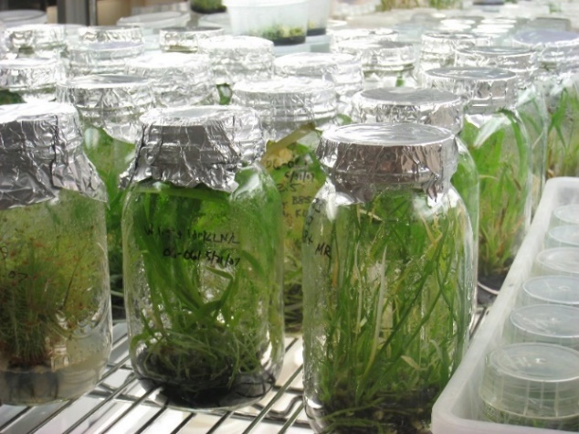 Kultur Jaringan contoh Bioteknologi Modern — Wikipedia.com