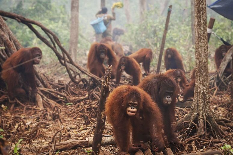 Orangutan Kehilangan Habitatnya — cikoneng-ciamis.desa.id