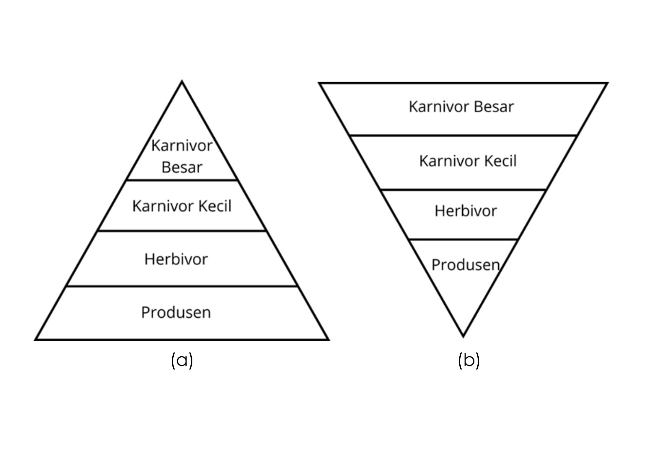 (a) Piramida Jumlah, (b) Piramida Biomassa — Canva Studio