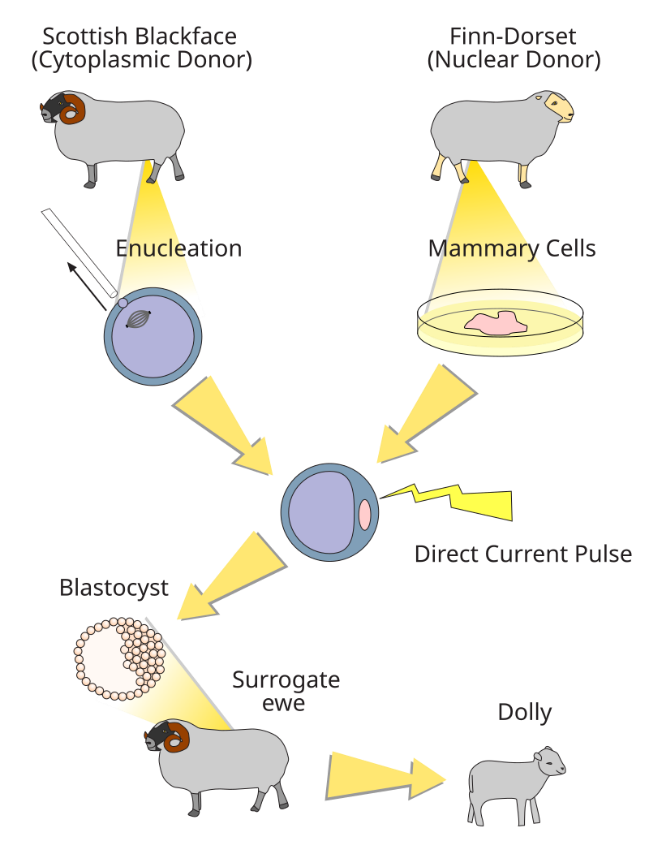 Proses Domba Dolly — Wikipedia.com