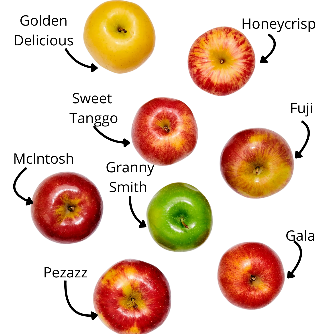 Ragam Jenis Apel — theKitchen.com