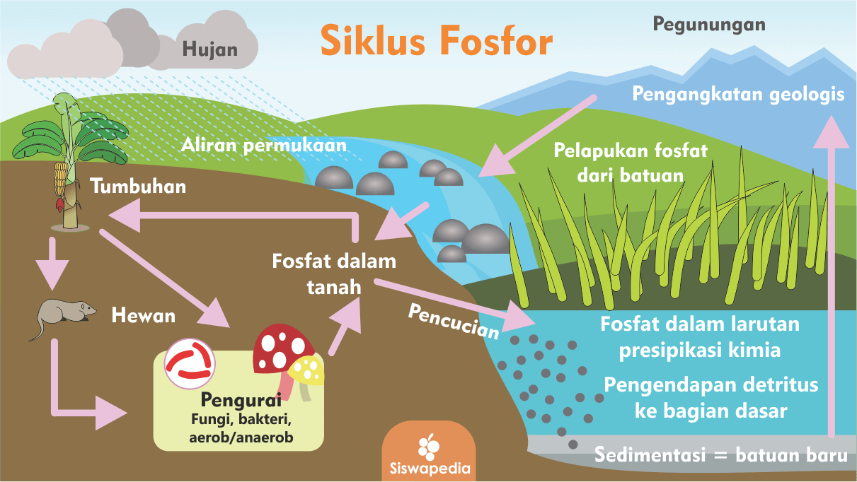 Siklus Fosfor — siswapedia.com
