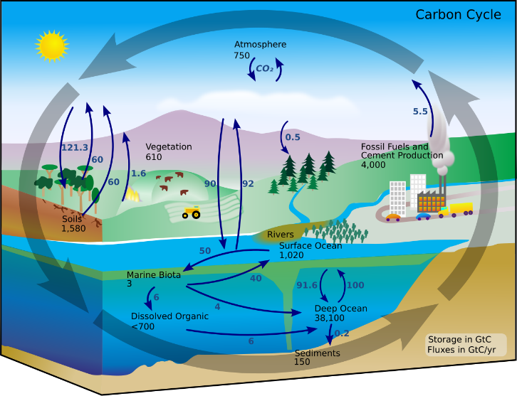 Diagram dari Siklus Karbon — Wikipedia.org