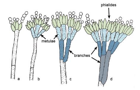 Struktur Penicillium — adelaide.edu.au
