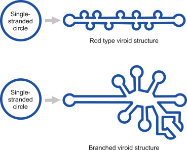 Struktur Viroid — Sciencedirect.com