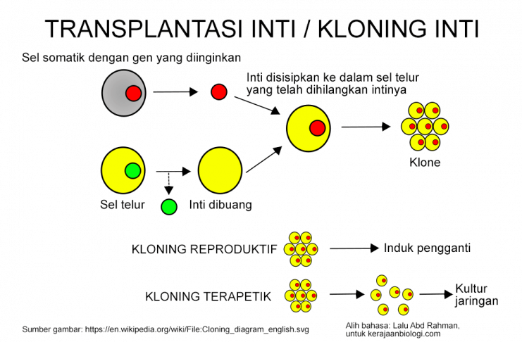 Tahapan Kloning Inti — Kerajaanbiologi.com
