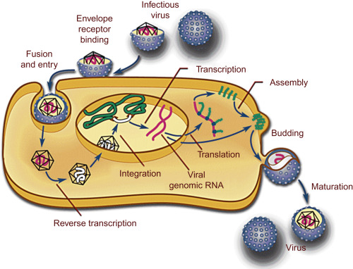 Tahap Sintesis dan Pematangan Virus — Sciencedirect.com