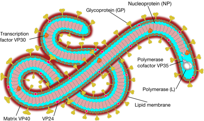 Struktur Virus Ebola — Researchgate.net