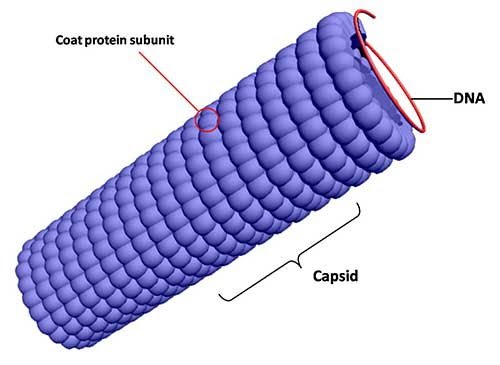 Struktur Virus Heliks — www.tentorku.com
