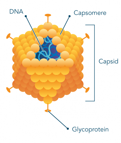 Struktur Virus Polihedral — letstalkscience.ca