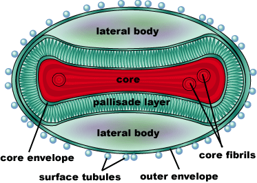 Virus Variola — proteopedia.org