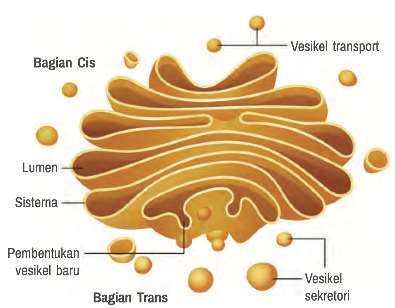 Badan Golgi - openstax.org