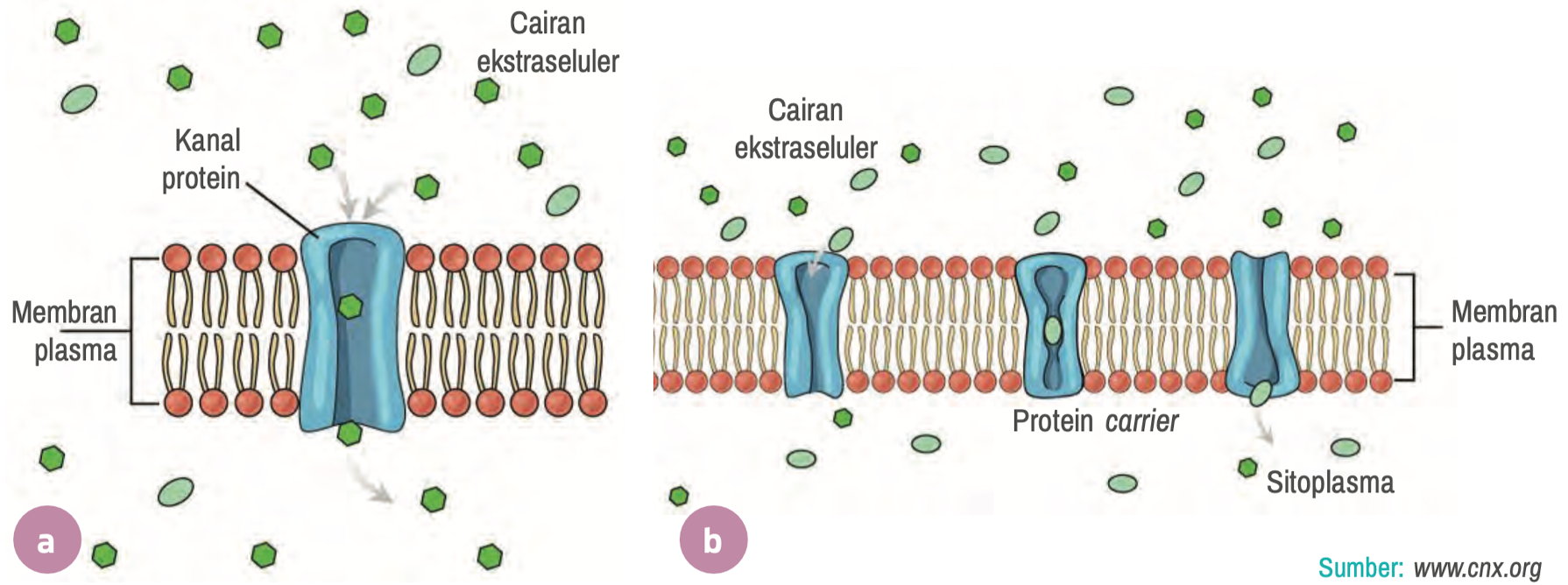 Difusi dipermudah oleh (a) saluran protein dan (b) protein transpor.