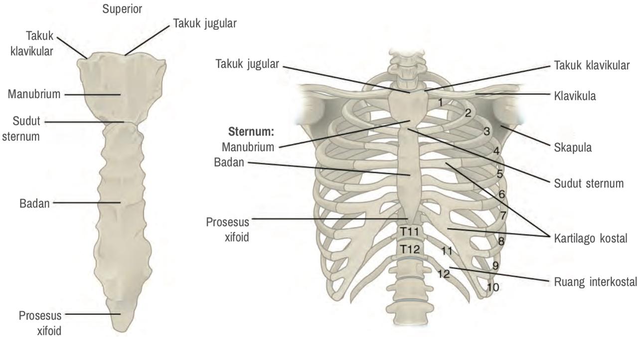Tulang Dada dan Tulang Rusuk - openstax.org, wikimedia.org