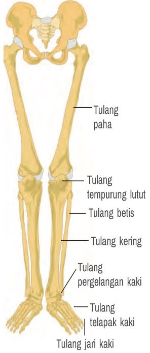 Tulang Anggota Gerak Bawah - Mariana Ruiz Villareal, commons.wikimedia.org