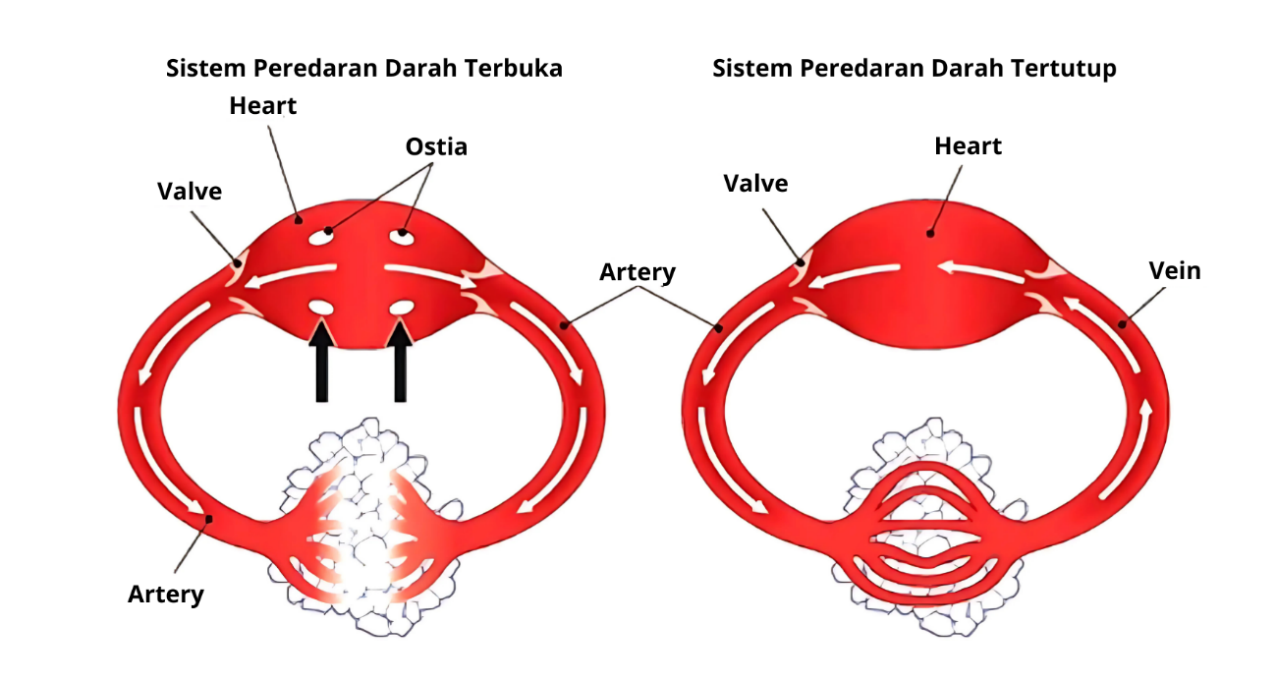 Perbedaan Sistem Peredaran Darah Terbuka dan Tertutup - Viva Pressbook Publication