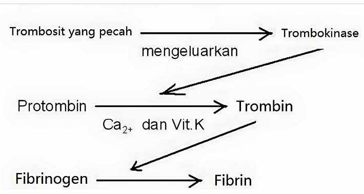 Bagan Proses Pembekuan Darah - Brainly.com