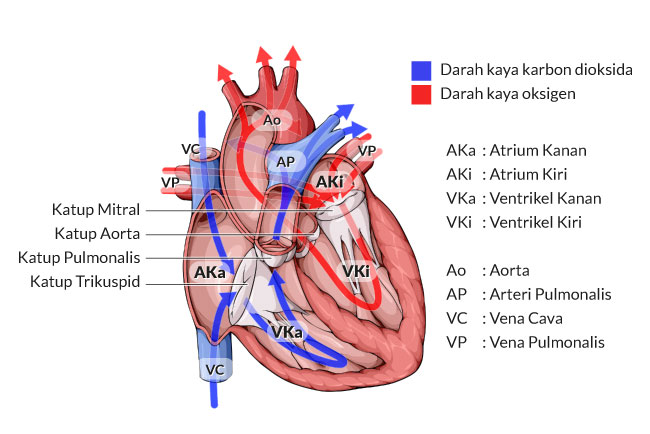 Bagian-Bagian Jantung - Alodokter.com