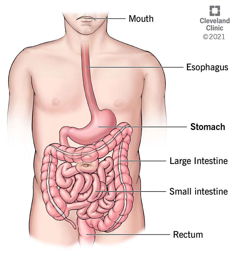 Sistem Pencernaan - ClevelandClinic.org