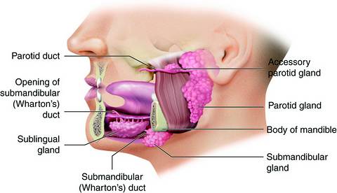 Kelenjar Saliva - Harleystreetmaxillofacialclinic.com