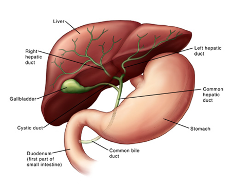 Hati, Pankreas, dan Empedu - Yayasan Gastroenterologi Indonesia
