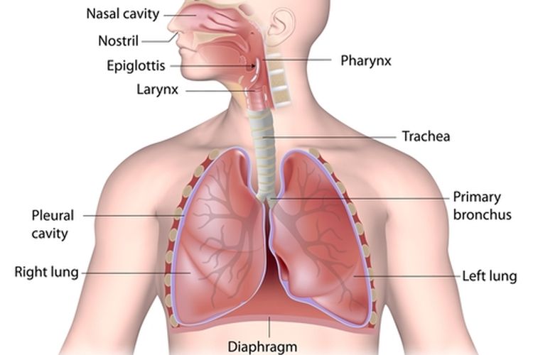 Saluran dan Organ Pernapasan - Kompas.com