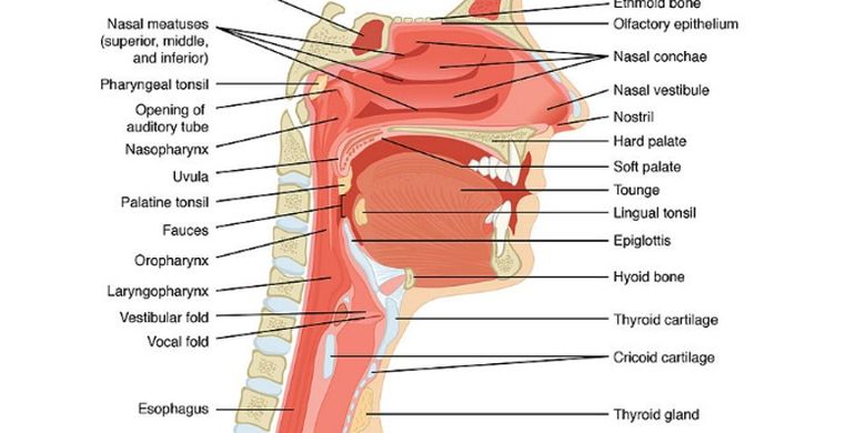 Epiglotis pada Saluran Pernapasan - Kompas.com