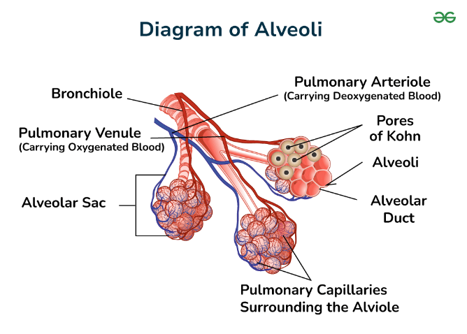 Pulmo dan Alveolus - GeeksForGeeks.org