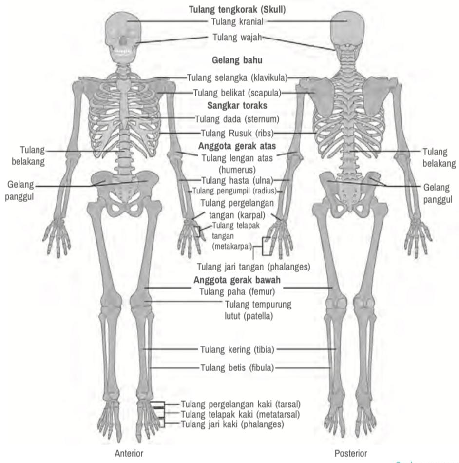 Rangka Tubuh Manusia - openstax.org