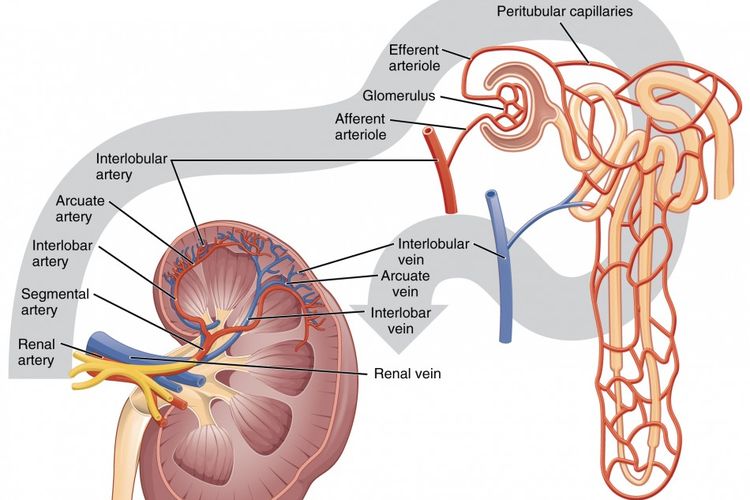 Struktur Ginjal - Kompas.com