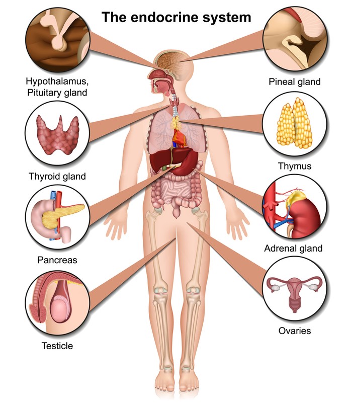 Kelenjar Endokrin pada Tubuh Manusia - health.detik.com