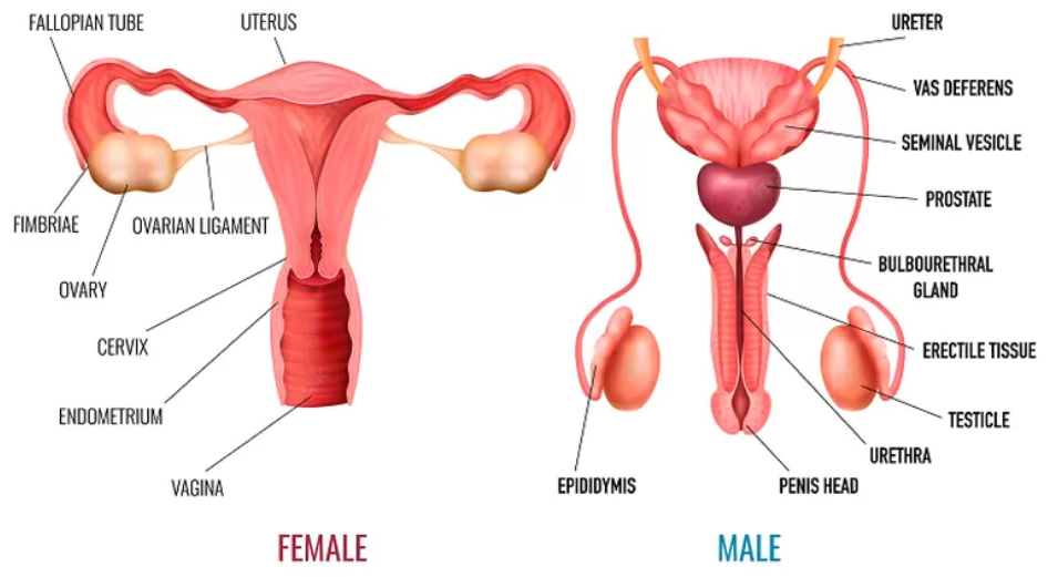 Testis dan Ovarium - freepik.com