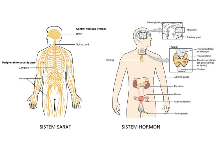 Perbedaan Sistem Saraf dan Sistem Endokrin - Kompas.com