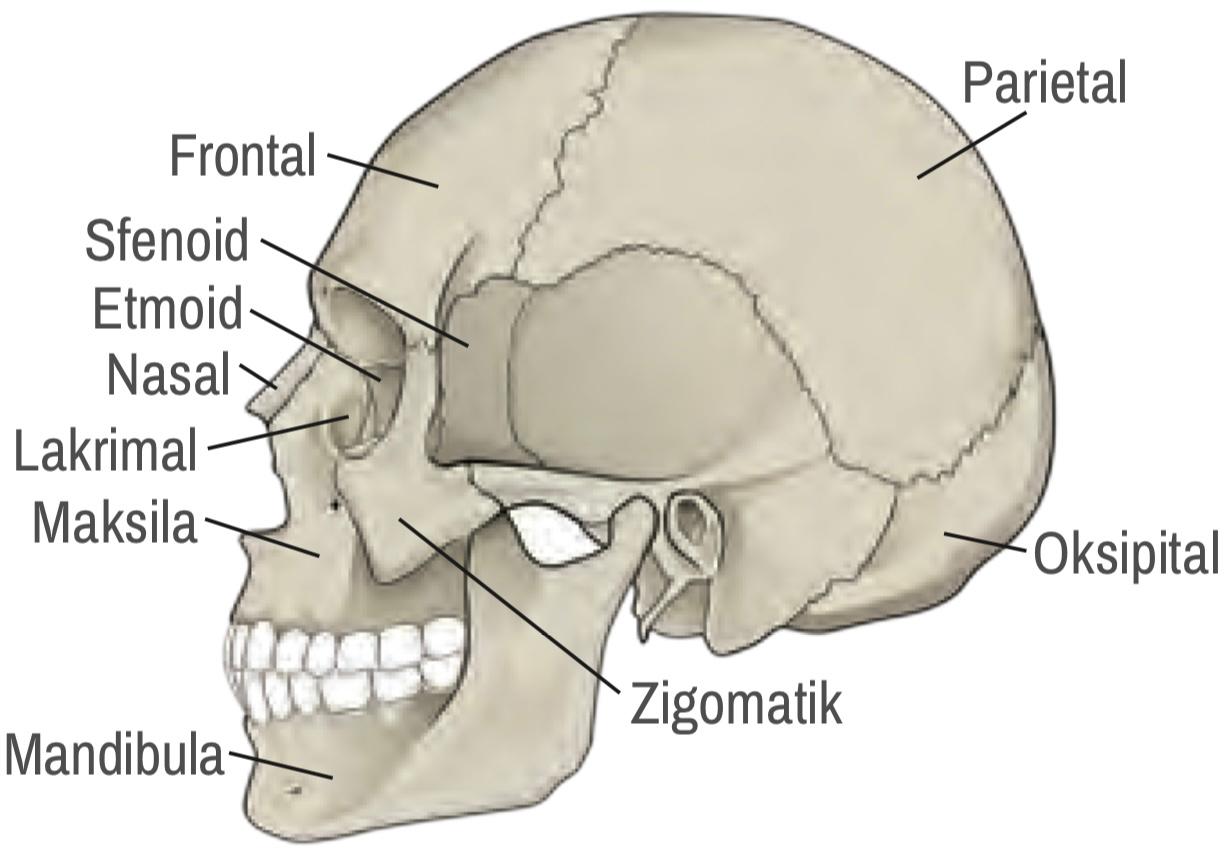 Tulang Tengkorak - Mariana Ruiz Villareal, commons.wikimedia.org