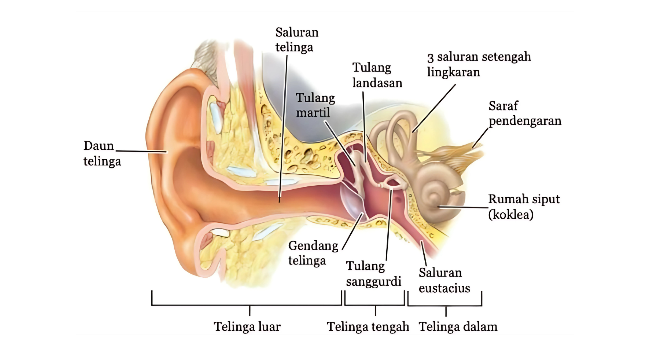 Bagian Telinga Manusia - Buku IPA Kemendikbud