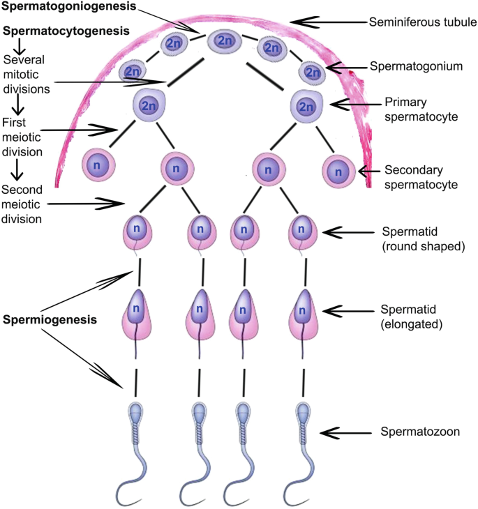 Spermatogenesis - Springernature.com