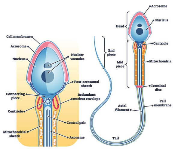 Struktur Sperma - biologydictionary.net