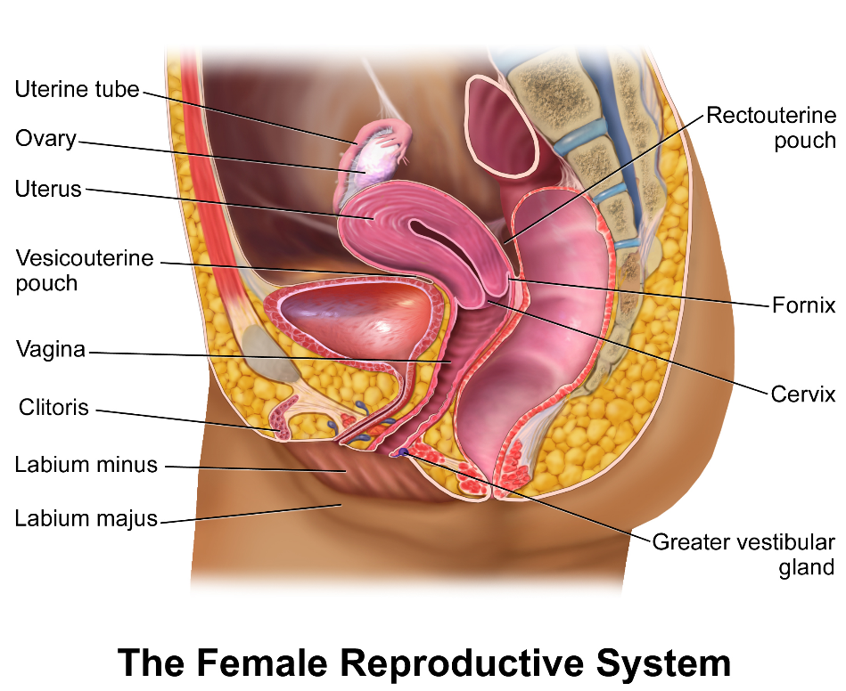Sistem Reproduksi Perempuan - anatomytool.org