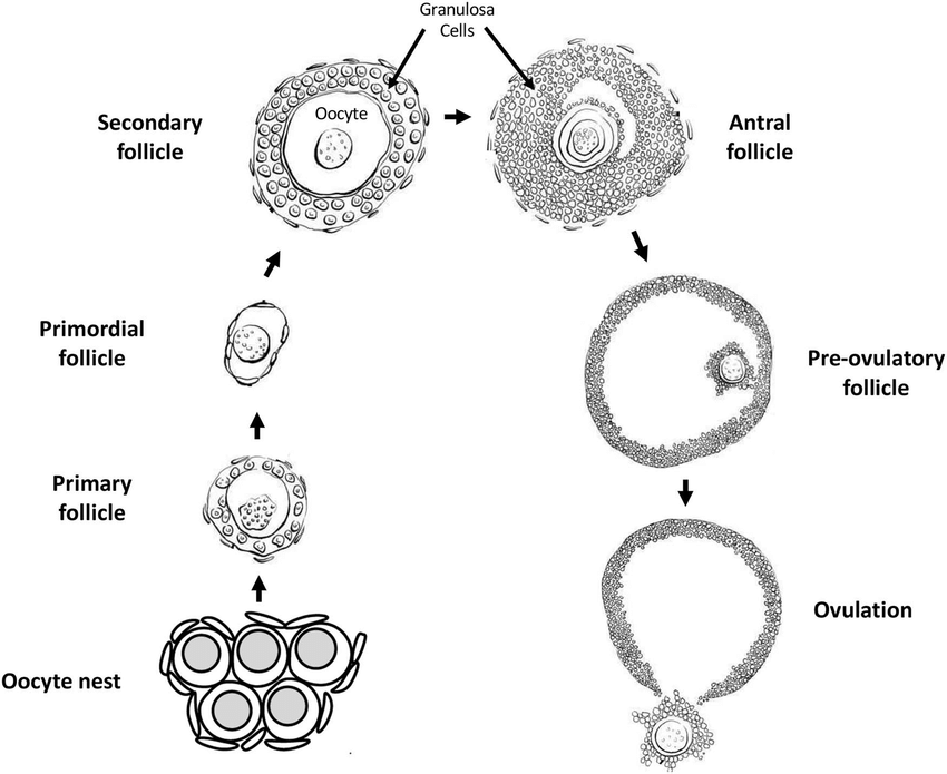 Perkembangan Folikel dalam Ovarium saat Oogenesis - Researchgate.net